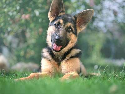 German_shepherd_puppy