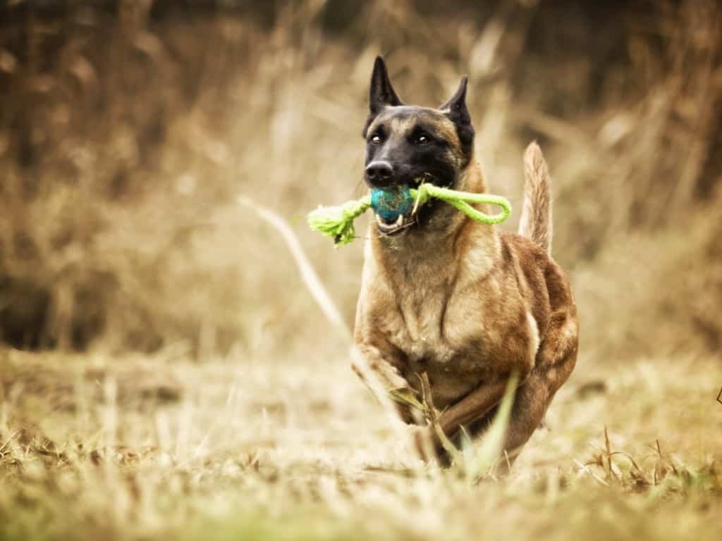 dog-running-with-toy-1024x768