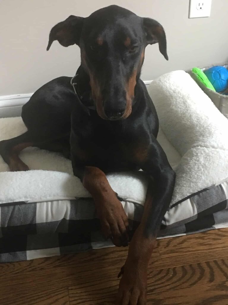 Sarge