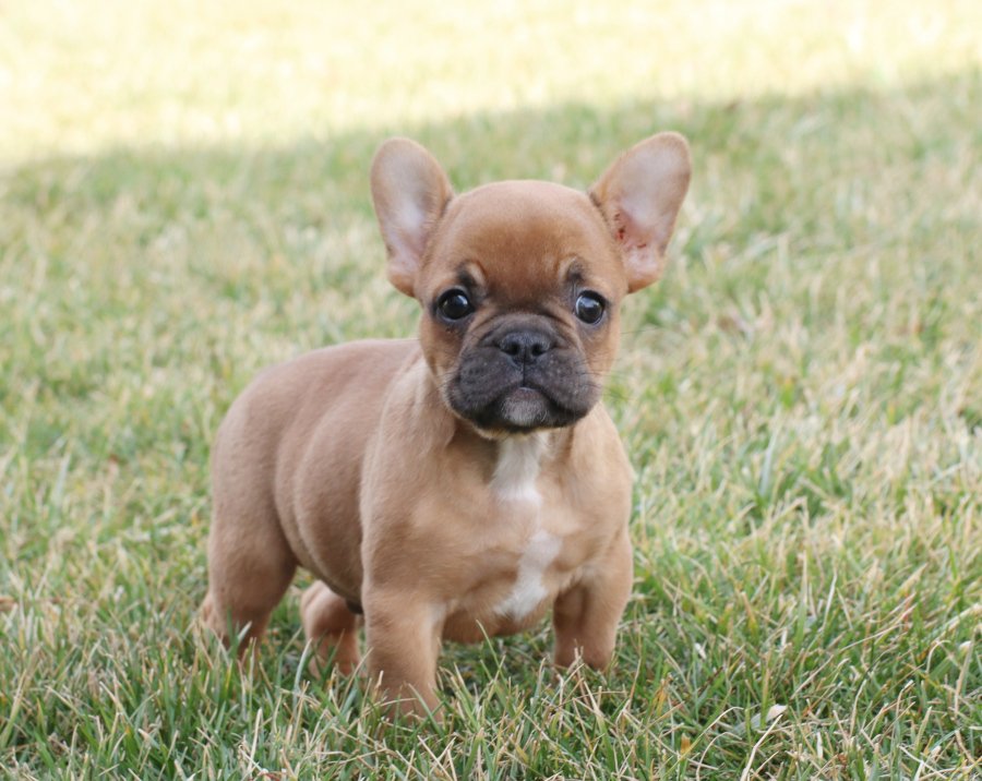 French-bulldogs